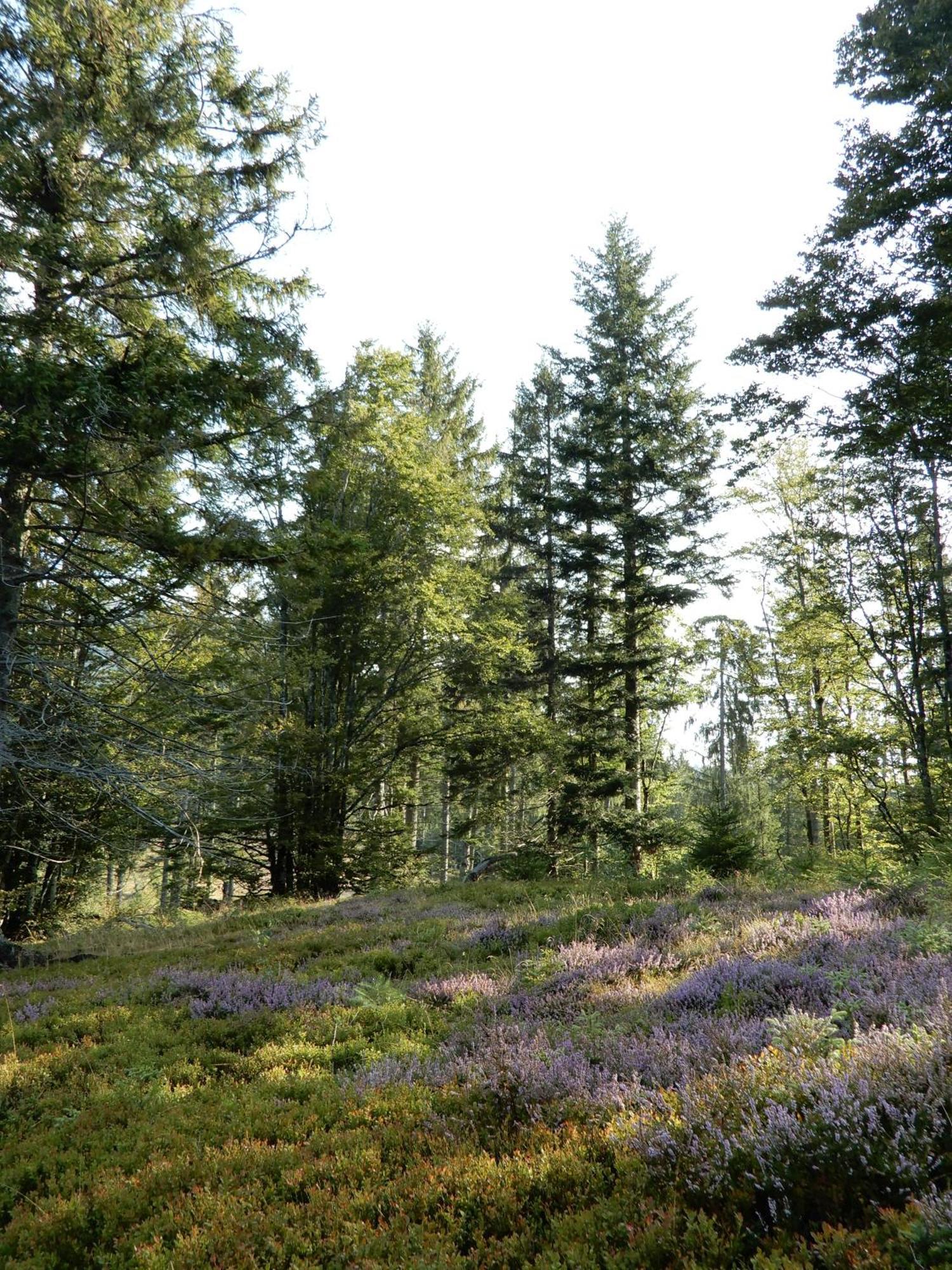 Gartenferienhaus "Annaluise" Schönau im Schwarzwald Zewnętrze zdjęcie
